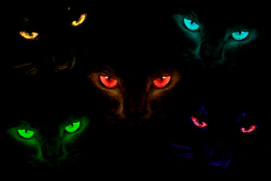 Felines Lightbox Frame