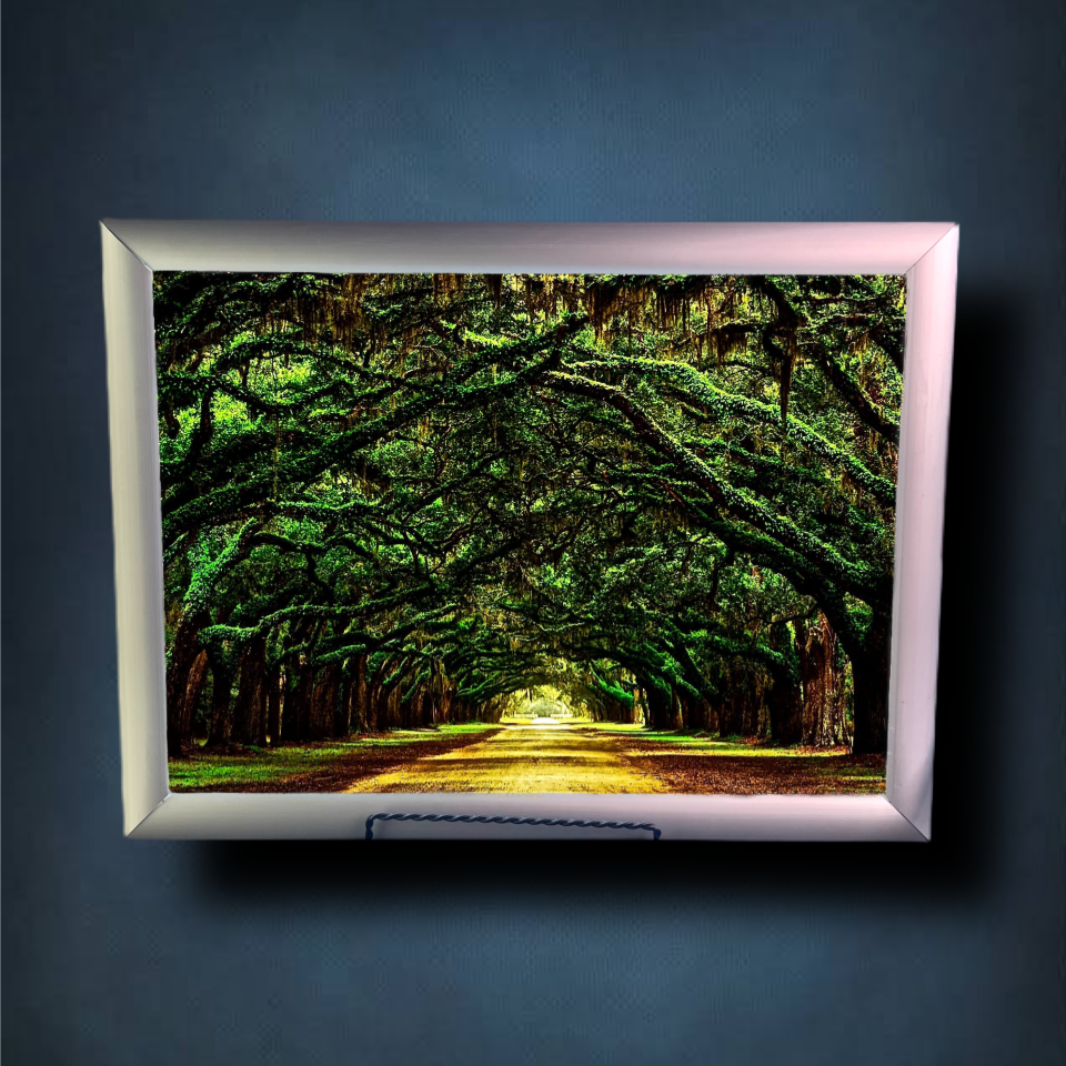 Tree Tunnel Lightbox Frame