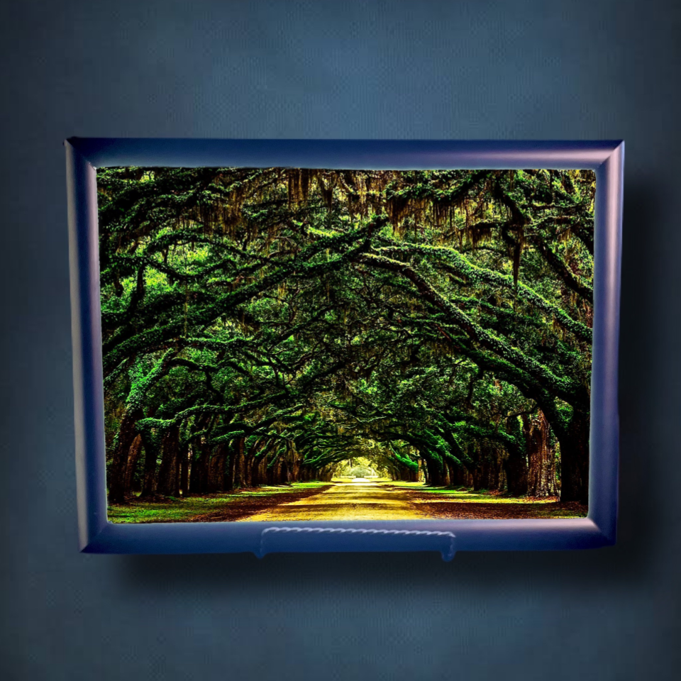 Tree Tunnel Lightbox Frame