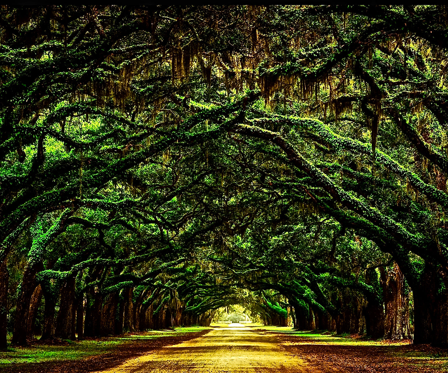 Tree Tunnel Lightbox Frame