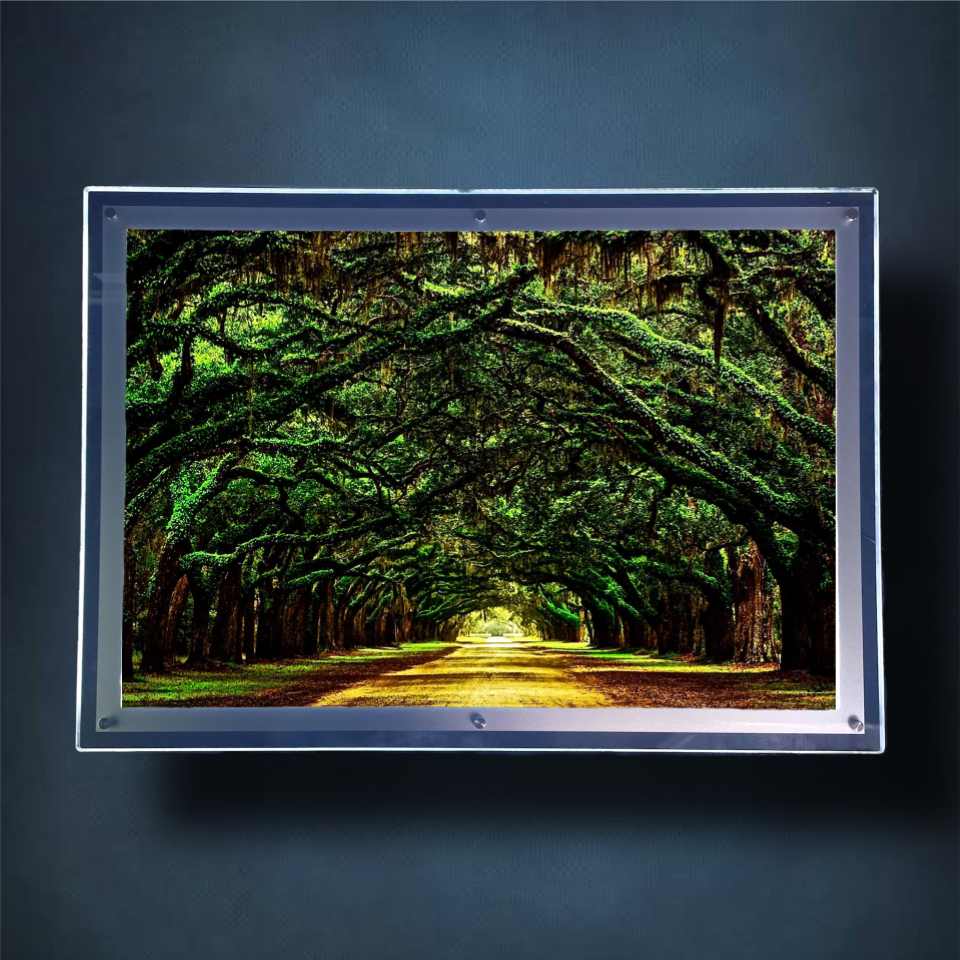 Tree Tunnel Lightbox Frame