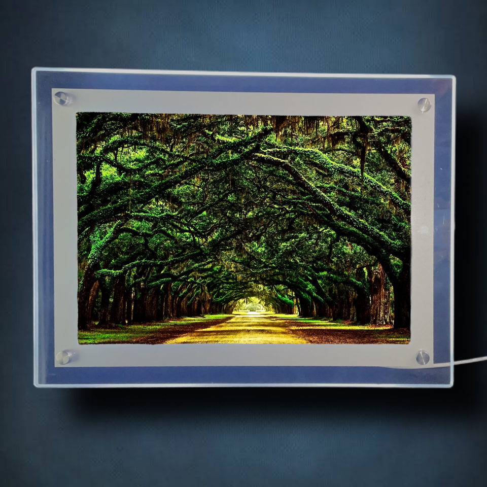 Tree Tunnel Lightbox Frame