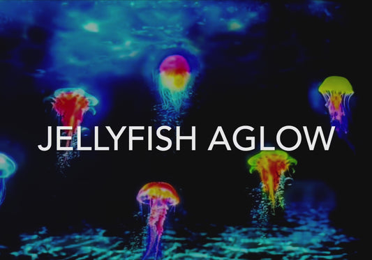 Jellyfish Aglow Animated